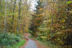 Stuttgart West - Wald zwischen Mönchsbrunnen und Büsnau